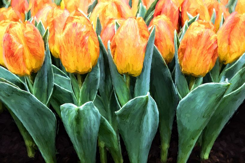 yellow red tulips by eric van der eijk