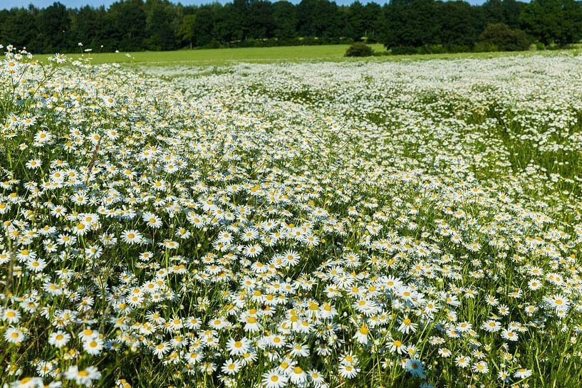Bloemenweide van Sylvio Dittrich