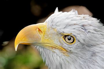 Weisskopfseeadler Portrait von Detlef Schöler Fotografie