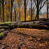 Herfstbos met mooi licht en mooie dieptewerking. van Kees Dorsman