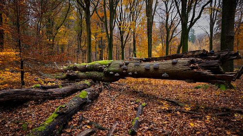 Herfstbos met mooi licht en mooie dieptewerking. van Kees Dorsman