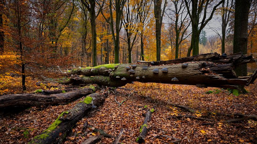 Herbstwald mit schönem Licht und schöner Tiefenschärfe. von Kees Dorsman