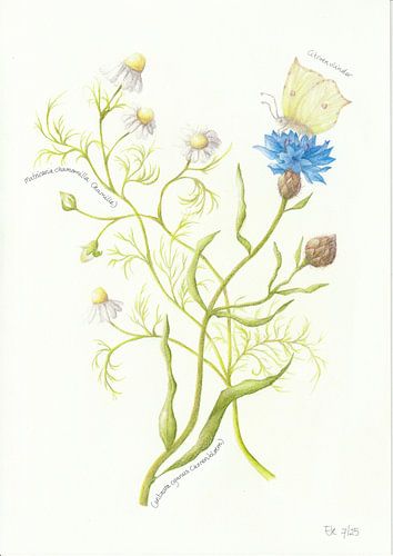 Camomille et bleuet sur Esthers Nature Studio