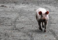 Pig on the run