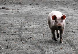 Biggetje op de loop von lieve velle