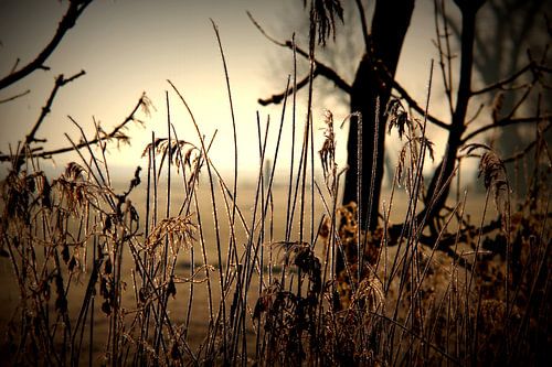 Reed, Riet bevroren.