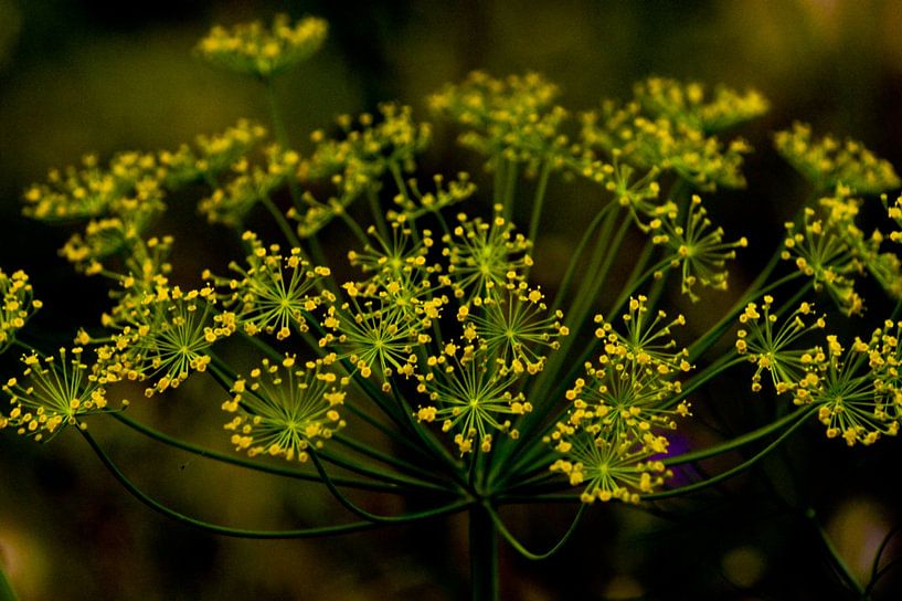 Venkel van Niek Traas
