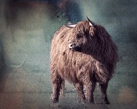 Scottish highlander by natascha verbij
