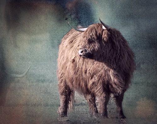 schotse hooglander