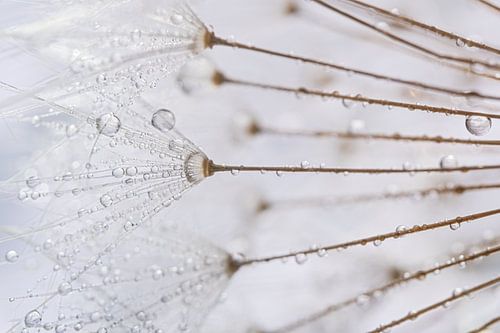 Natuurlijke rust: Druppels aan de puisjes van de paardenbloem