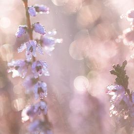 Blooming heather by Johannes Klapwijk