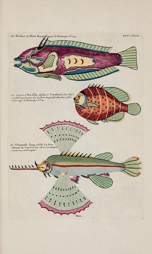 Écrevisses et crabes, Louis Renard, 1754 - Collection Teylers Museum