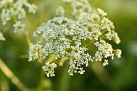 Cow parsley