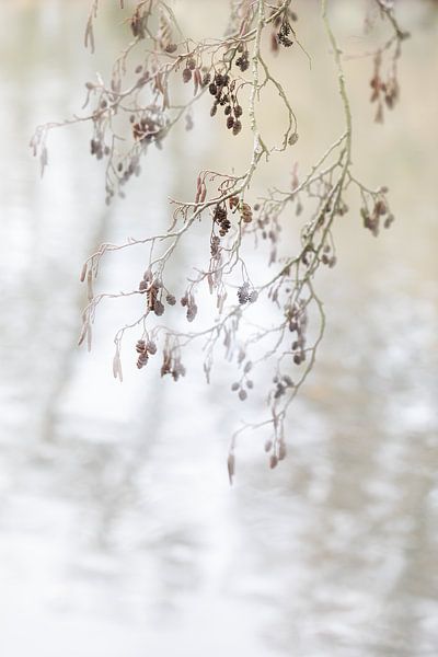 Herbst von Ingrid Van Damme fotografie