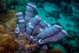 Blaues Korallen, Mabul Island in Malaysia von Travel Tips and Stories