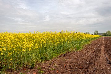 Large field of yellow flowering rapeseed plants, Nieuwendijk