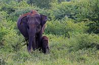 Aziatische olifant in het Udawalawe N.P. in Sri Lanka van Antwan Janssen thumbnail