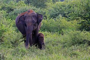 Éléphant d'Asie dans le N.P. d'Udawalawe, Sri Lanka