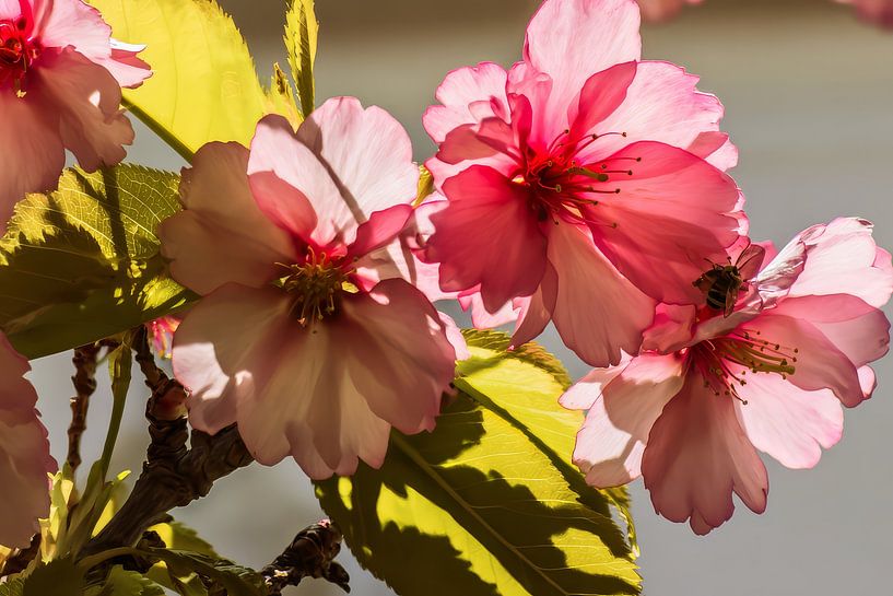 oriental art flowers by Egon Zitter