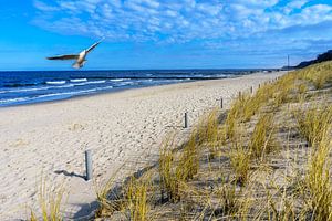 Strand auf Usedom mit Möwe von Animaflora PicsStock