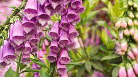 La digitale sur Liv ter Riet