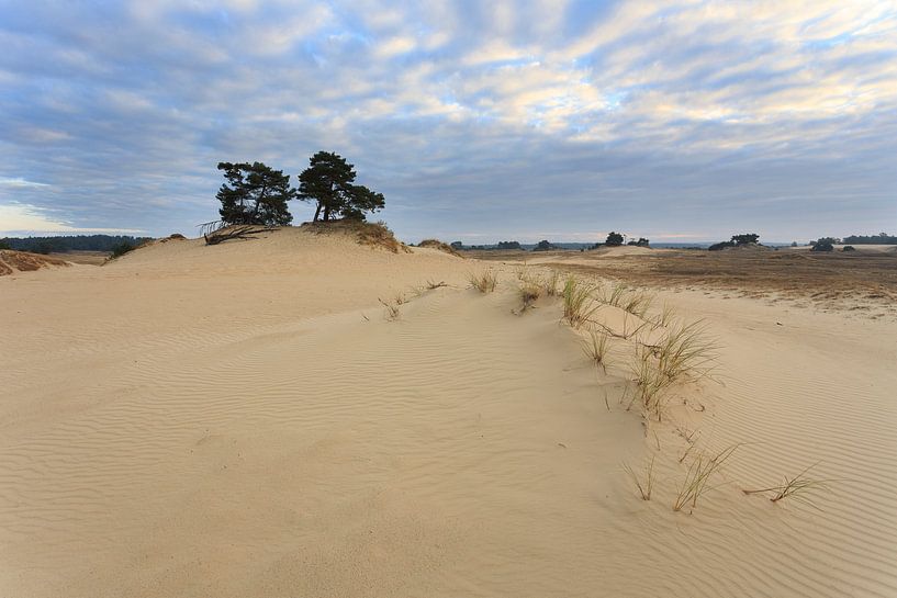Kootwijkerzand by Jelmer Reyntjes