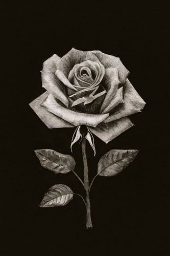 Dessin au fusain minimaliste d'une rose
