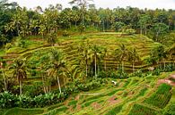 Rice fields in Ubud Bali on rainy day by Ardi Mulder thumbnail