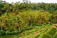 Rice fields in Ubud Bali on rainy day