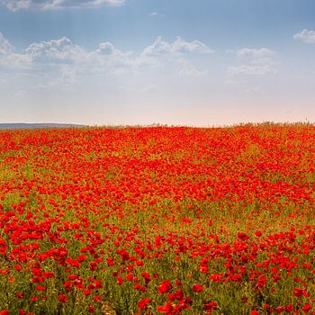 Feld mit Mohnblumen in Andalusien, Spanien.