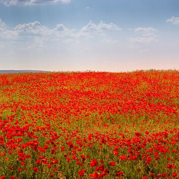 Field with poppies in Andalusia, Spain. by Hennnie Keeris