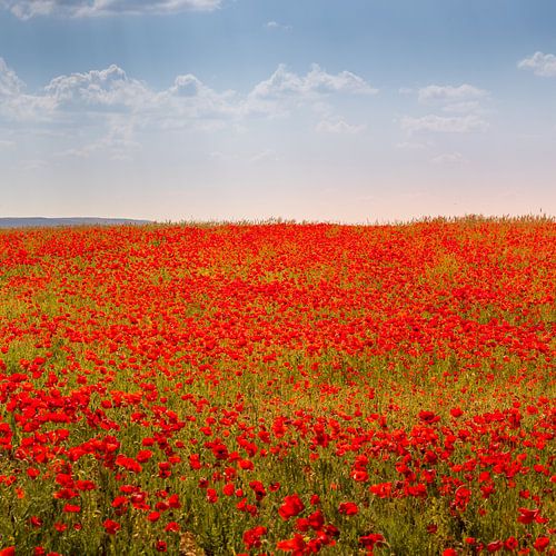 Feld mit Mohnblumen in Andalusien, Spanien.