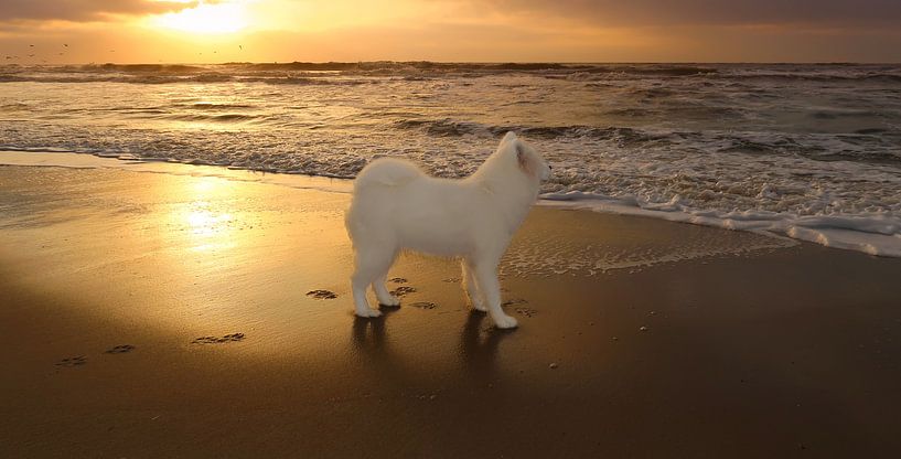Samoyed by Bo Valentino
