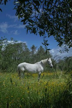 White horse in tall grass with flowers. by Albert Brunsting