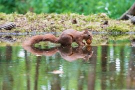 Eichhörnchen von Merijn Loch