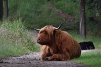 Schotse Hooglander