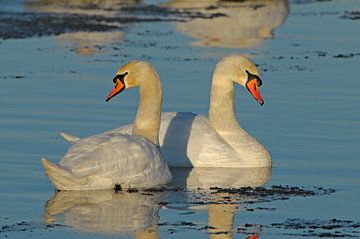 Mute swans by Paul van Gaalen, natuurfotograaf