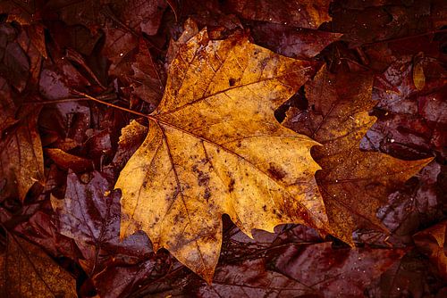 oud bruin esdoornblad op donker gebladerte in de winter