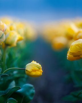 Gele tulpen van Thijs Friederich