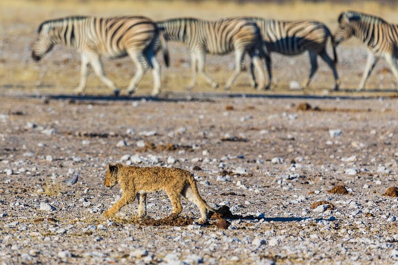 Bébé Lion par Felix Brönnimann