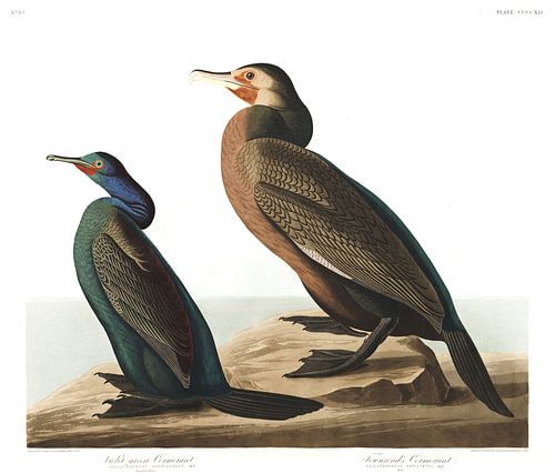 Pelagische Aalscholver