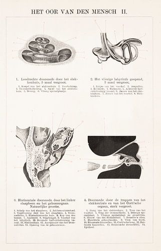 Anatomie. Het oor van de mens II