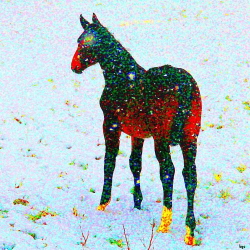 Traumpferd im Schnee von Bernd Georg Schwemmle