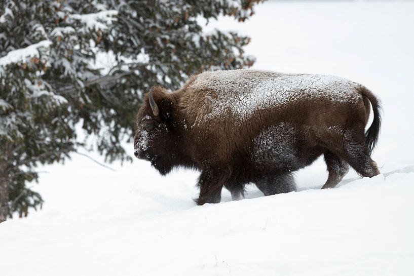avec un peu d'environnement...  Bison d'Amérique *Bison bison* par wunderbare Erde