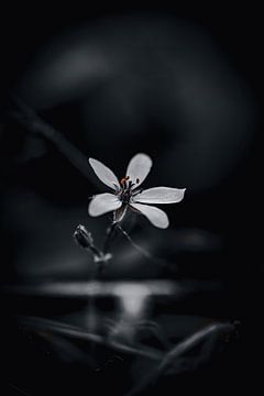 Blütenzauber von Pixel4ormer