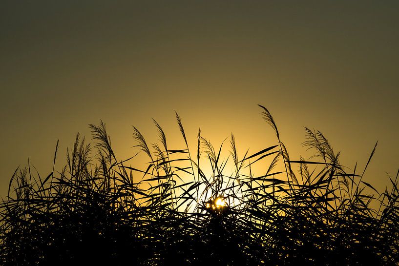 Untergehende Sonne hinter Schilf von Joost Potma