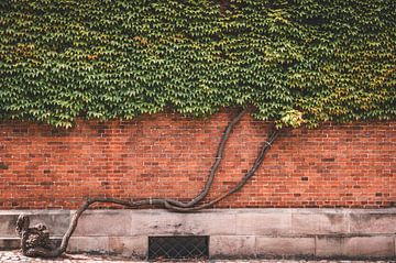 De boom tegen de muur. van Robby's fotografie