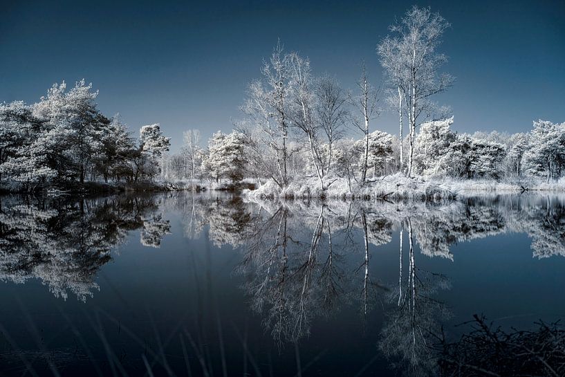 Infrarot Regte heide Goirle von Joris Buijs Fotografie