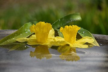 Daffodil flowers in a pool of water by Claude Laprise