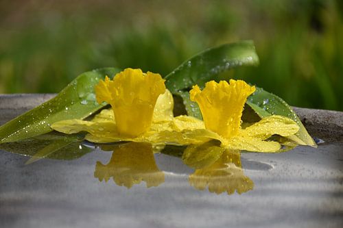 Narcisbloemen in een plas water